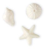Novelty Soap - White Shell - Assorted Shapes